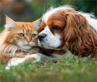 animaux Loire-Atlantique