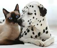 animal seine-et-marne