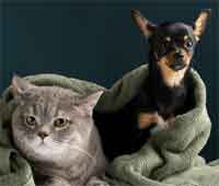 animaux Bouches-du-Rhône