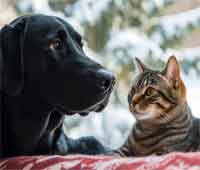 Guérisseur animaux Gironde