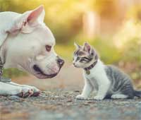 animaux hauts-de-seine