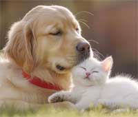 guérisseur animaux Yvelines