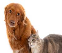 Magnétiseur pour animaux dans le Bas-Rhin animal-bas-rhin