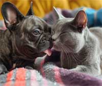 Animal Haute-Garonne