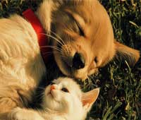 Animal Seine-Maritime