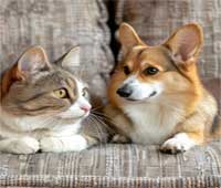 soins animaux Essonne